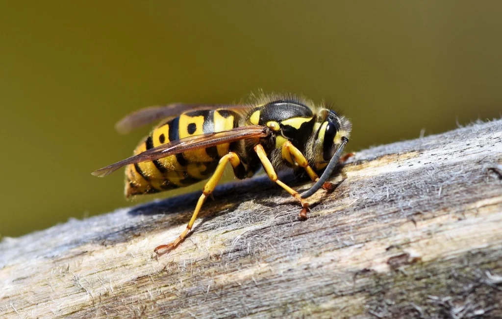Agriculteur héliporté après 15 piqûres de frelons en Normandie