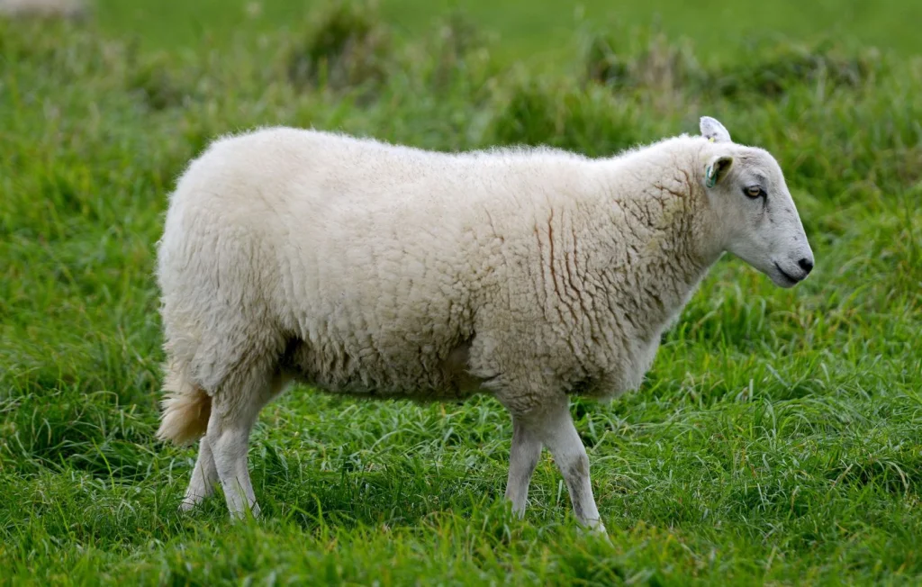 Bélier mutilé à Jarnac : une enquête ouverte après l'horreur