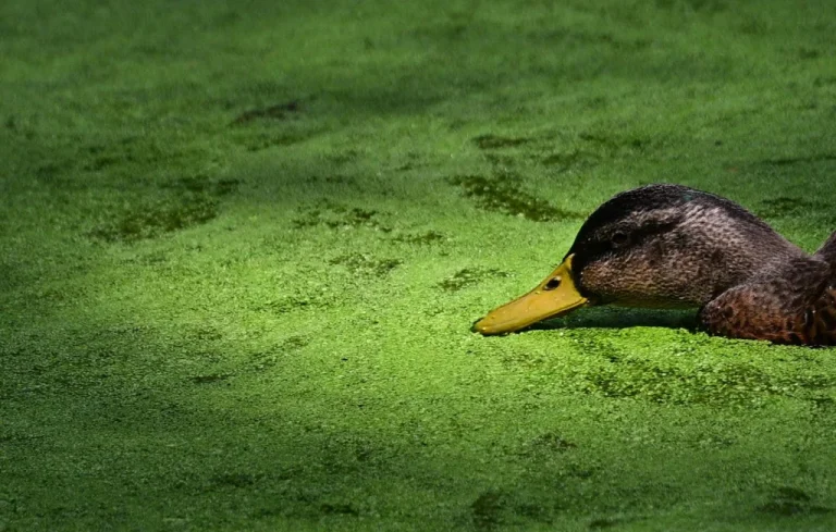 Charniers de canards : Découverte inquiétante à Lectoure