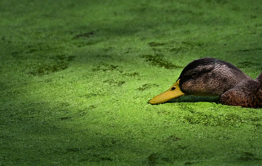 Charniers de canards : Découverte inquiétante à Lectoure