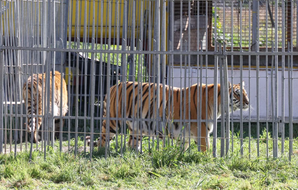 Cirque illégal à Stains : Le maire intervient pour déloger les animaux