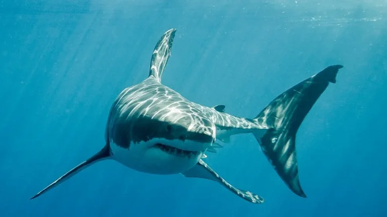 Comment Survivre à une Attaque de Requin : Guide Pratique