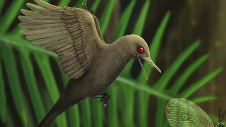 Découverte d&rsquo;un Fossile de Dinosaure &lsquo;Colibri&rsquo; dans l&rsquo;Ambre
