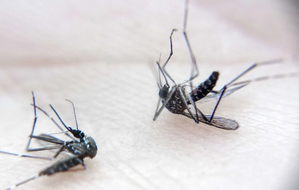 Démoustication à Orléans : le maire inquiet pour la biodiversité