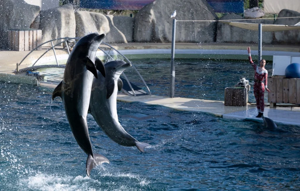 Des dauphins du Marineland pourraient rejoindre le zoo de Beauval