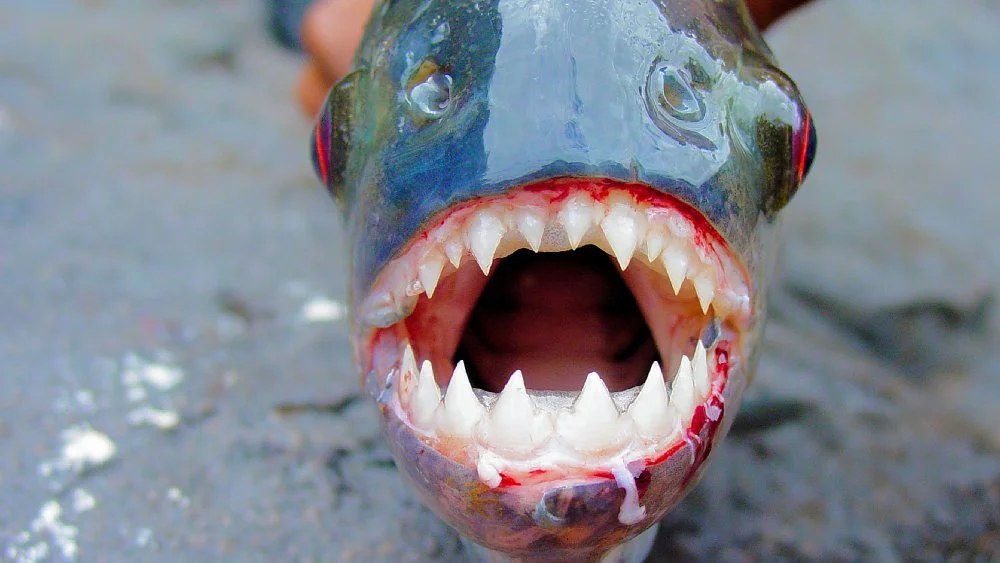 Des dents de piranha : à quel point sont-elles tranchantes ?