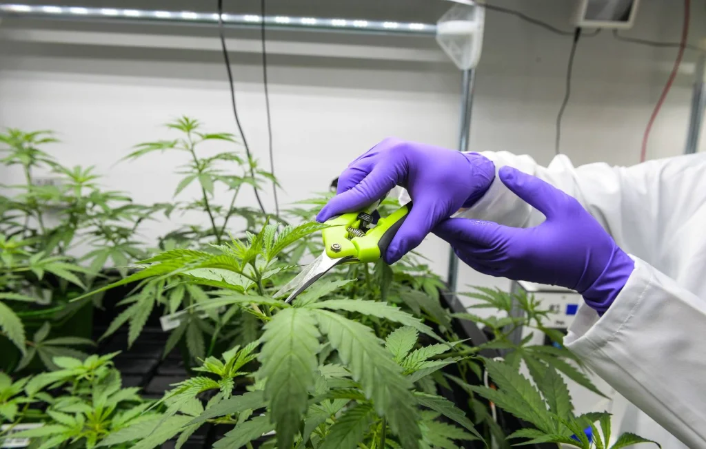 Deux cultivateurs de cannabis arrêtés en Loire-Atlantique