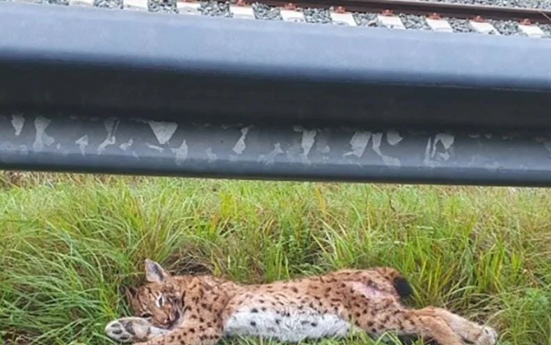Doubs : Protection des Lynx en Danger, Appel à Ralentir