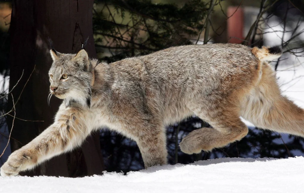 Doubs : Un douzième lynx victime des routes, le danger persiste