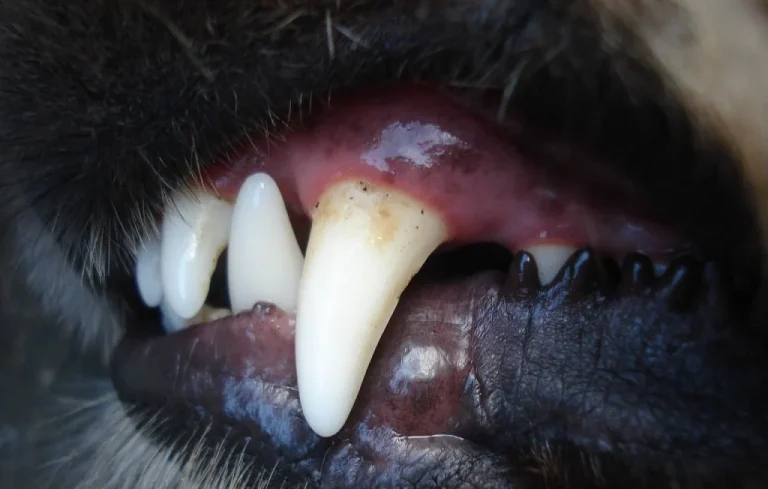 Drame en Australie : Une adolescente tuée par le chien d&rsquo;une amie