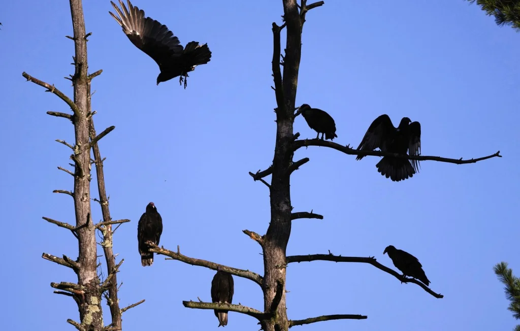 Empoisonnement de vautours en Drôme : enquête en cours