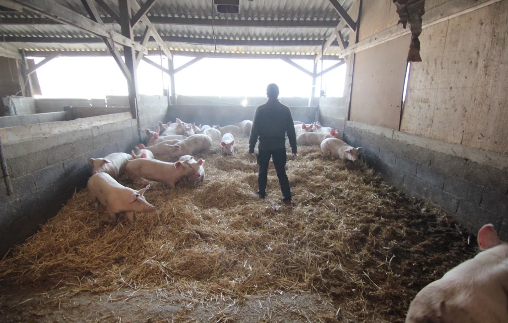 Escroquerie au Gers : Faux agents vétérinaires ciblent agriculteurs