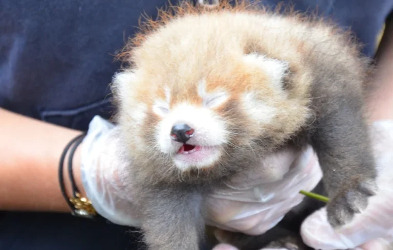 Euthanasie d&rsquo;un bébé panda roux au parc de Clères en Seine-Maritime