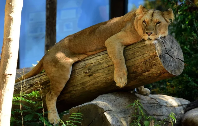 Éuthanasie secrète d&rsquo;animaux sains dans les zoos français