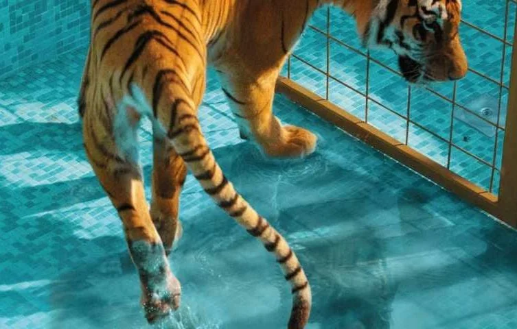 Fermeture définitive du zoo des 3 Vallées : avenir des animaux incertain