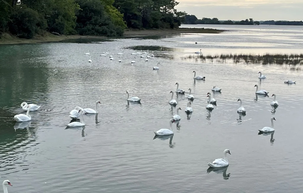 Grippe aviaire : des cygnes décimés à Sarzeau en Bretagne