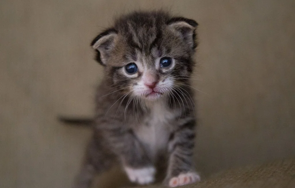 Indignation face à la maltraitance d'un chaton à Bayeux