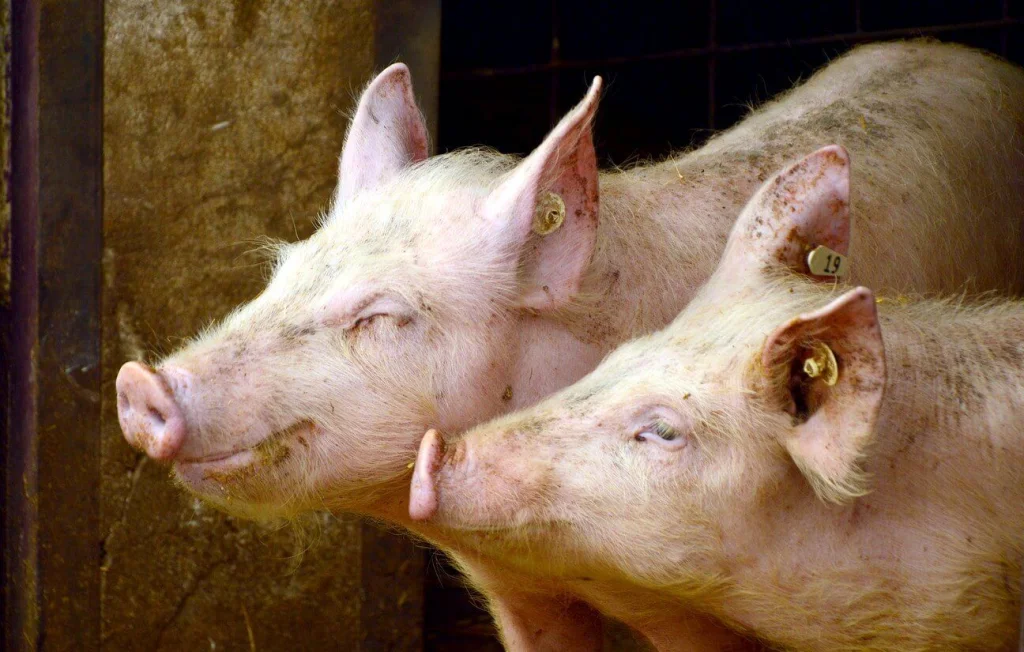 Ingérence Étrangère : Têtes de Cochons devant des Mosquées en France