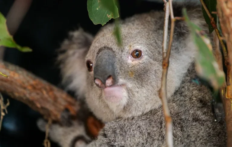L&rsquo;Australie renforce sa protection des koalas en danger