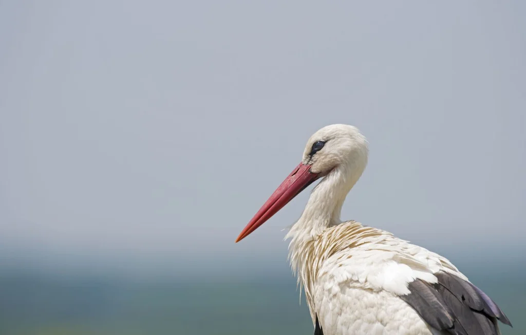 L'Indre-et-Loire, refuge exceptionnel pour 750 cigognes