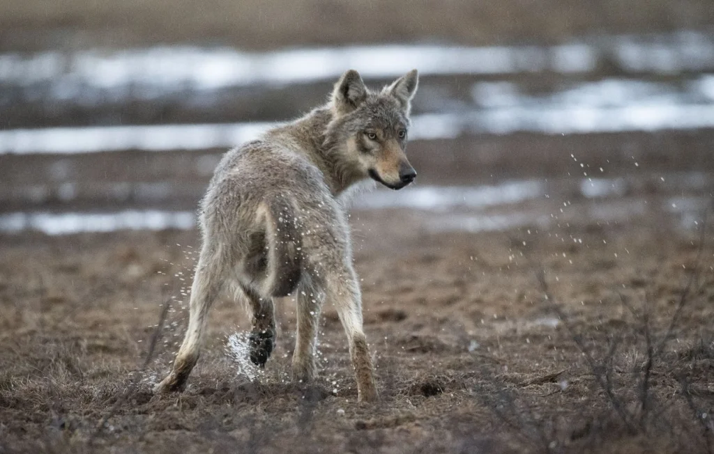 La France assouplit la chasse aux loups pour les éleveurs