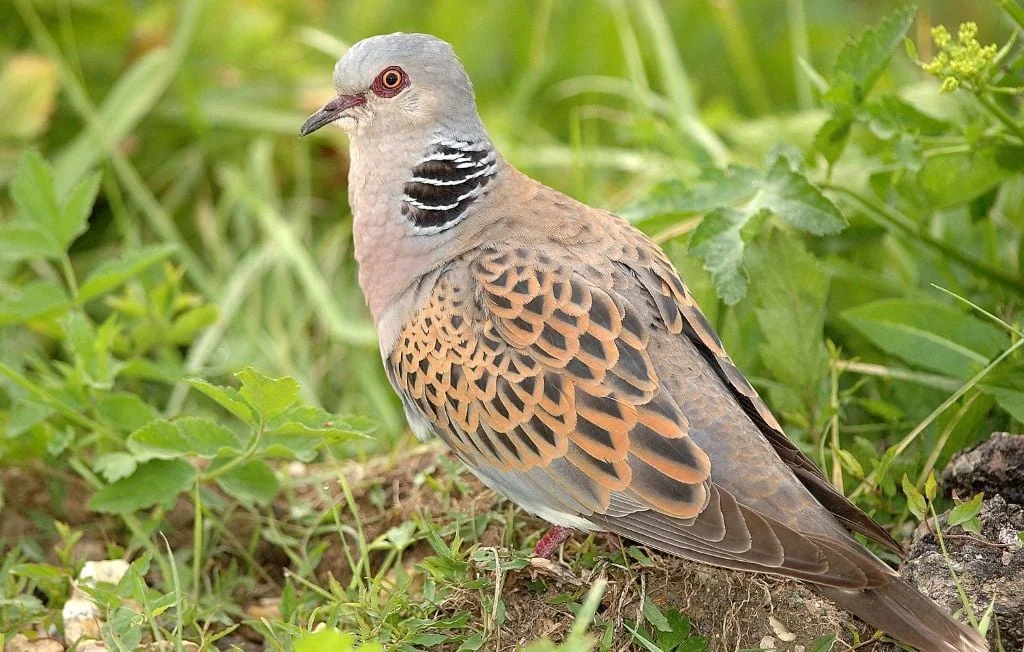 La chasse à la tourterelle des bois de nouveau autorisée en France