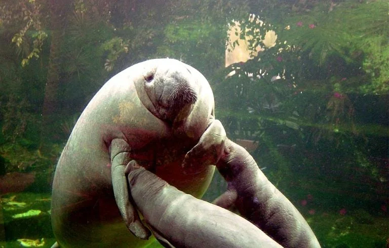 Lamantins : les zoos peuvent-ils sauver des espèces en danger ?