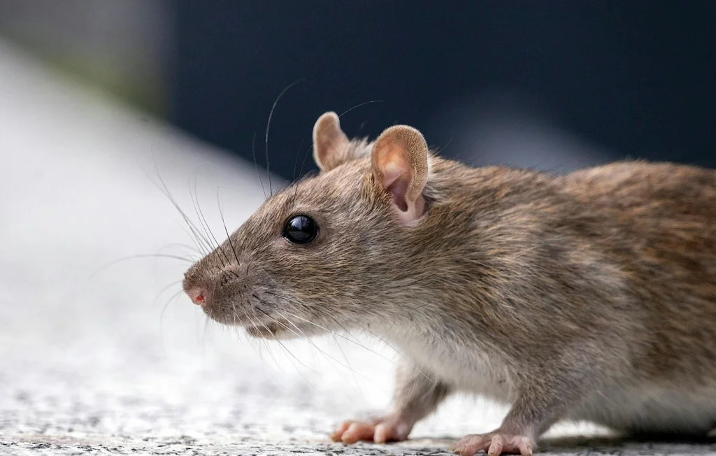 Le Havre : Bébé blessé par des rats, les riverains en colère