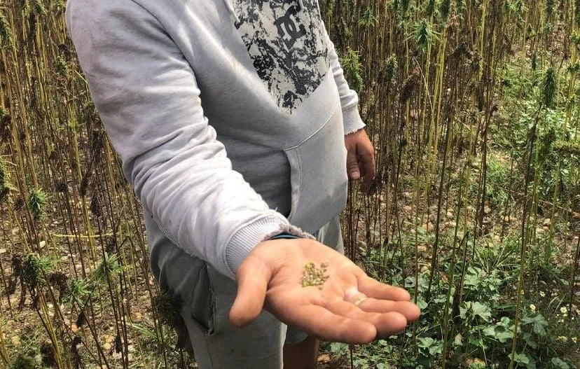 Le chanvre, nouvel espoir des viticulteurs bordelais ?