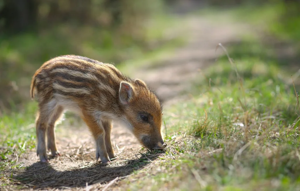 Le sauvetage d'un marcassin par des chasseurs du Doubs