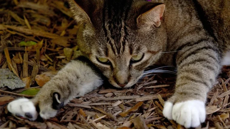 Les Chats à Six Doigts de la Maison Hemingway