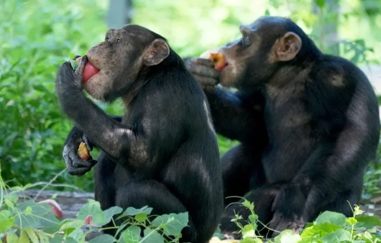Les chimpanzés consomment de l&rsquo;alcool au quotidien, une découverte fascinante
