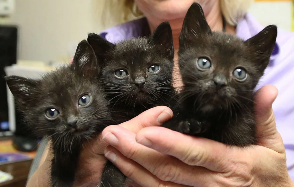 Maine-et-Loire : L'UPSA réclame justice après la mort de 13 chatons