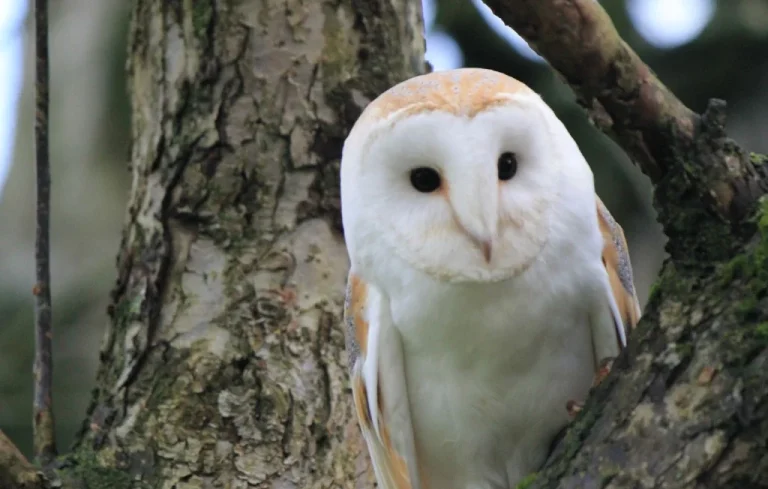 Nichoirs pour Chouettes : Initiative Écologique en Normandie