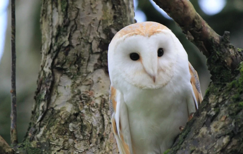 Nichoirs pour Chouettes : Initiative Écologique en Normandie
