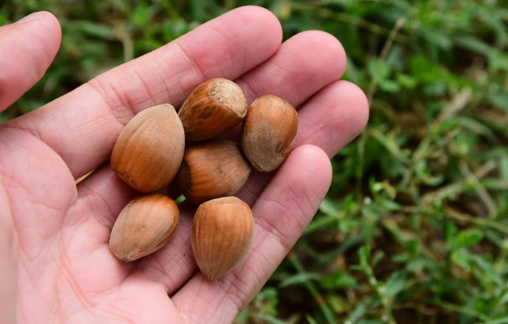 Nouveau champion du monde de cracher de noisette à Lavelanet