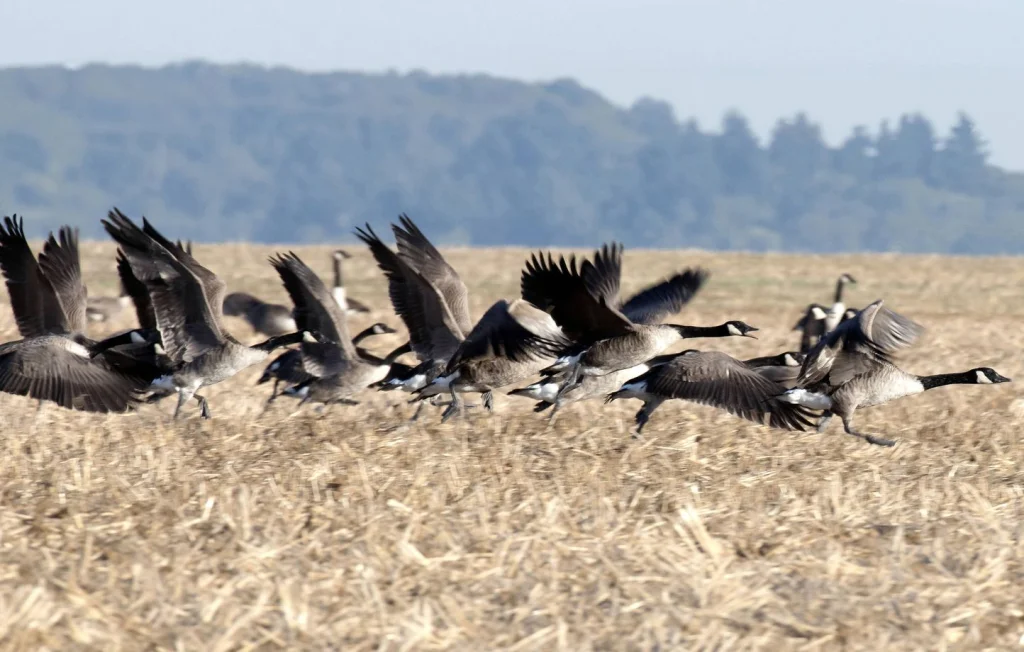 Oies invasives ravagent le terrain de sport à Draveil