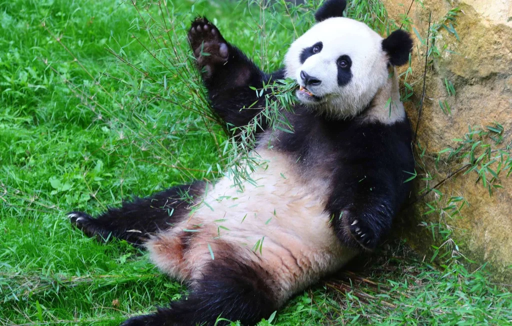 Only 17 Countries Worldwide Host Chinese Loaned Pandas