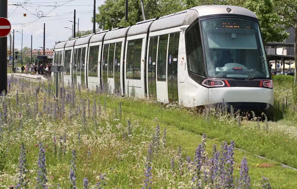 Plantes sauvages : une solution face à la sécheresse en France