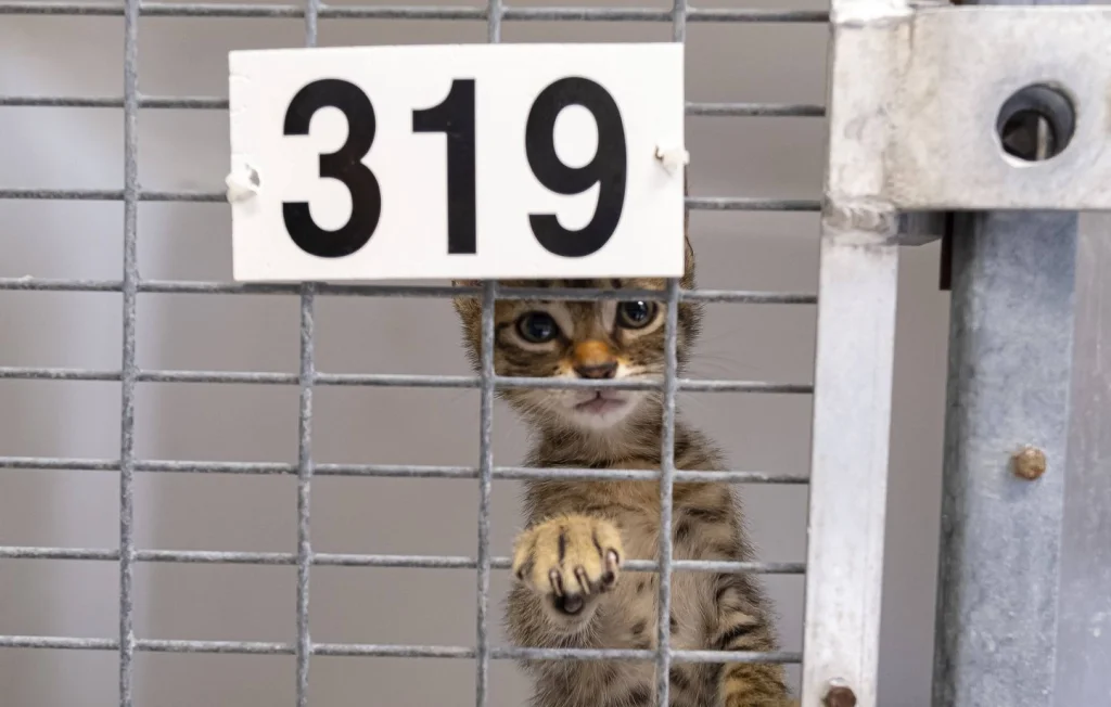 Près de 40.000 animaux abandonnés refusés faute de place en refuge