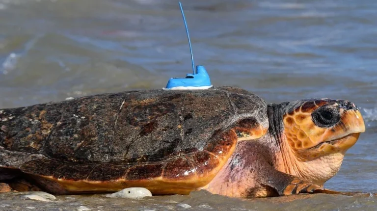 Que voit-on chez une tortue sans sa carapace ?
