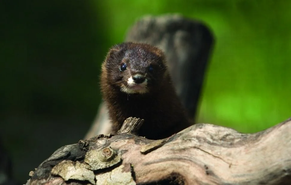 Réintroduction des visons d'Europe en Charente pour leur survie