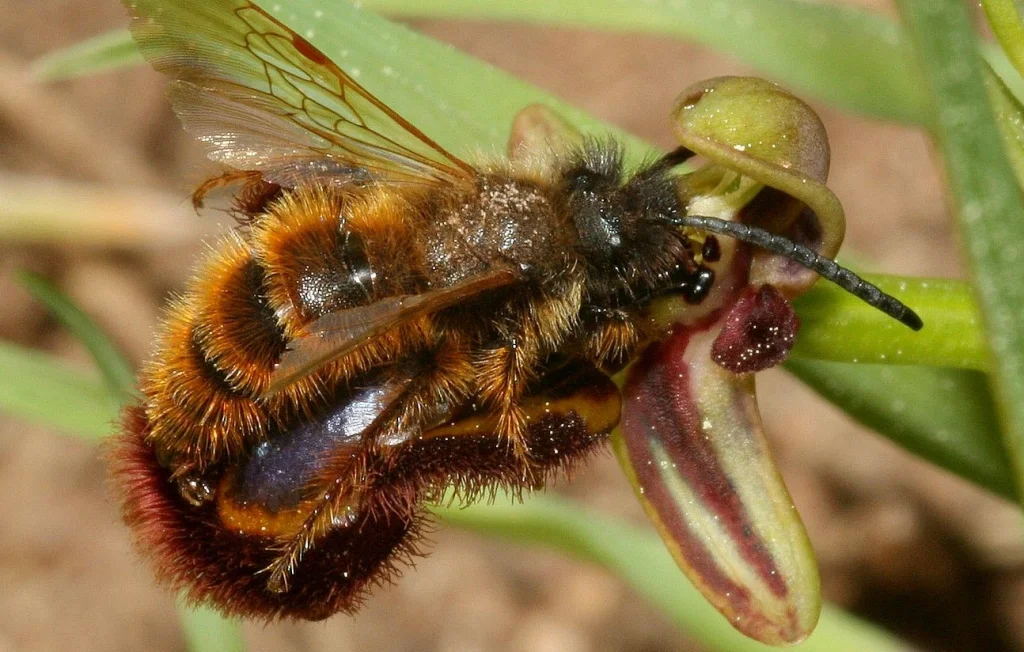 Rénovation à Tourcoing : le chantier suspendu à cause d'une plante