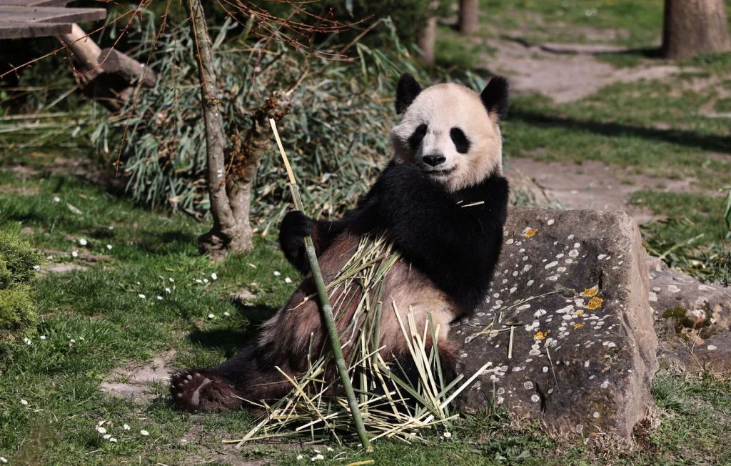 Retour en Chine des pandas Huan Huan et Yuan Zi du Zoo de Beauval