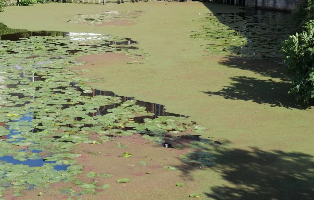 Roubaix : Les riverains luttent contre la prolifération des lentilles