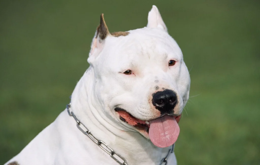 Sauvetage in extremis de deux chiens enchaînés dans l'Essonne