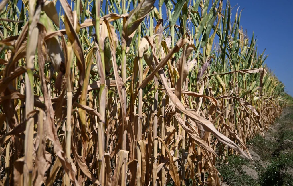 Sécheresse en France : 45 départements en crise d'eau