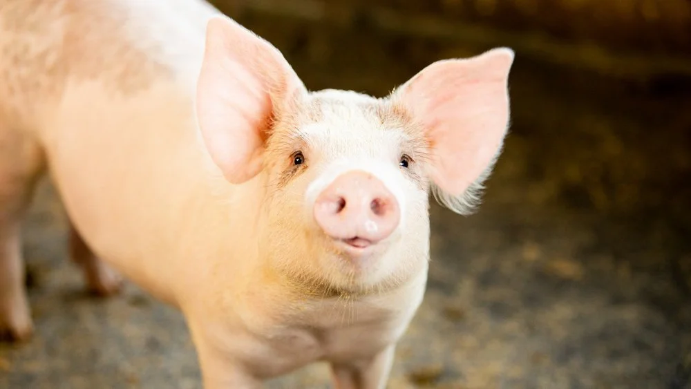 Un Pédomètre de Cochon Enflammé : Une Histoire Insolite