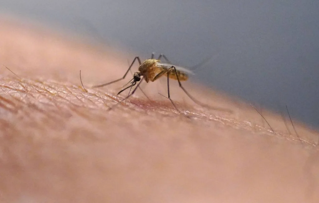 Un cas de chikungunya détecté à Chauray dans les Deux-Sèvres