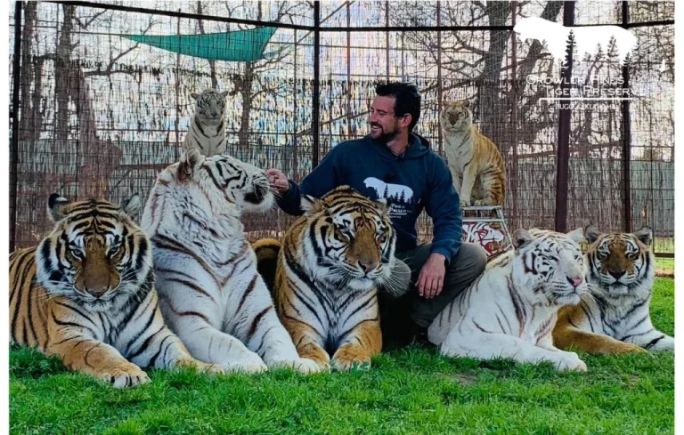 Un dresseur tué par son tigre en pleine représentation en Oklahoma